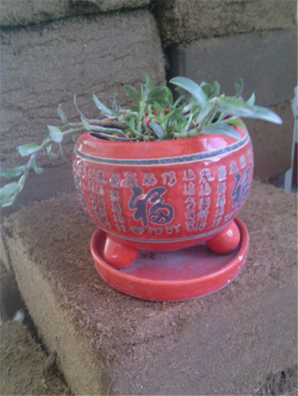 c(din)鿴ԔϢ}Herba Dendrodii Pot Seedlings xΔ2642