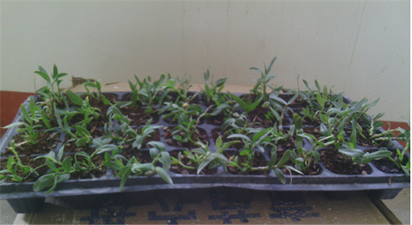 c(din)鿴ԔϢ}Herba Dendrodii Plug Seedlings xΔ2796